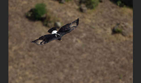 Kaffernadler (Aquila verreauxii)