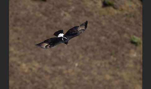 Kaffernadler (Aquila verreauxii)