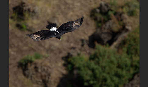 Kaffernadler (Aquila verreauxii)