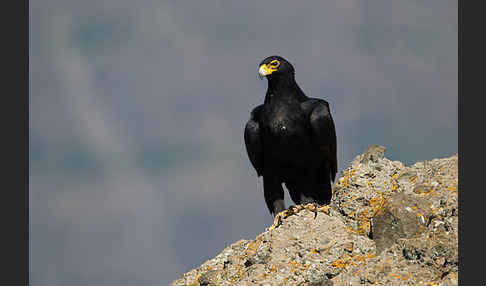 Kaffernadler (Aquila verreauxii)