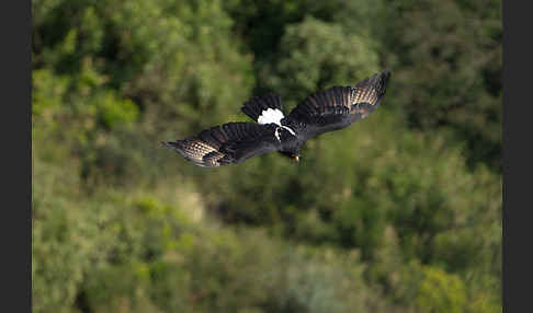 Kaffernadler (Aquila verreauxii)