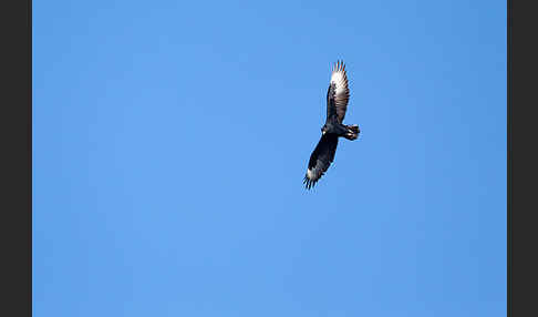 Kaffernadler (Aquila verreauxii)