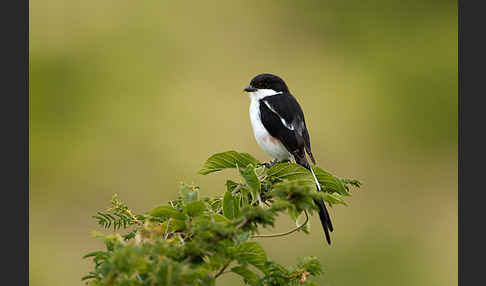 Fiscalwürger (Lanius collaris)