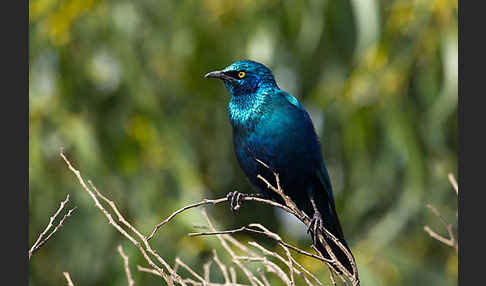 Grünschwanz-Glanzstar (Lamprotornis chalybaeus)