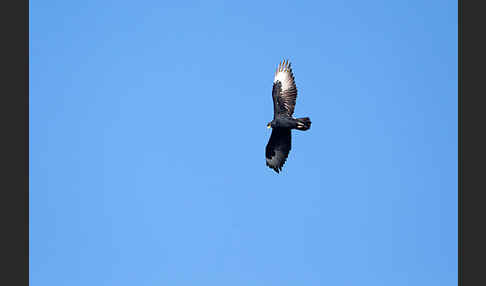 Kaffernadler (Aquila verreauxii)