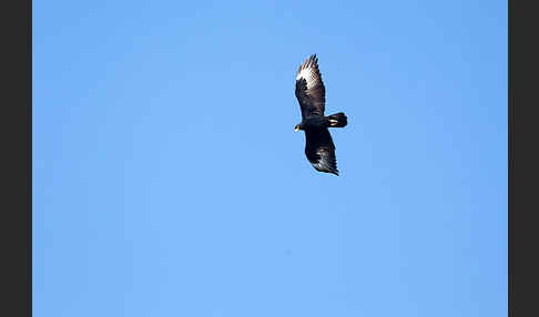 Kaffernadler (Aquila verreauxii)