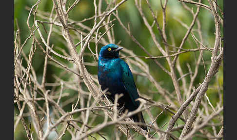 Grünschwanz-Glanzstar (Lamprotornis chalybaeus)
