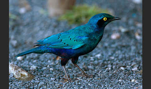 Grünschwanz-Glanzstar (Lamprotornis chalybaeus)