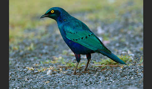 Grünschwanz-Glanzstar (Lamprotornis chalybaeus)