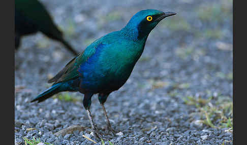 Grünschwanz-Glanzstar (Lamprotornis chalybaeus)