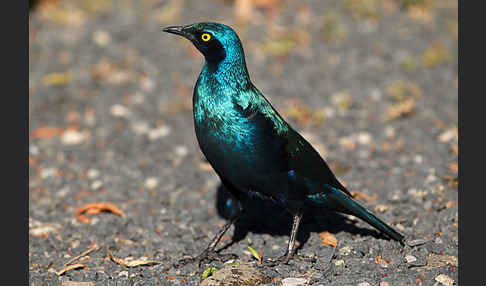 Grünschwanz-Glanzstar (Lamprotornis chalybaeus)