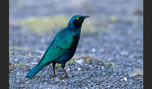 Grünschwanz-Glanzstar (Lamprotornis chalybaeus)