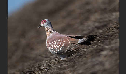 Guineataube (Columba guinea)