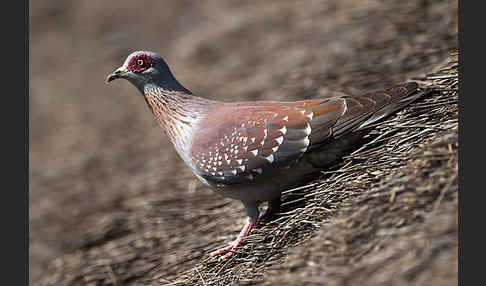 Guineataube (Columba guinea)