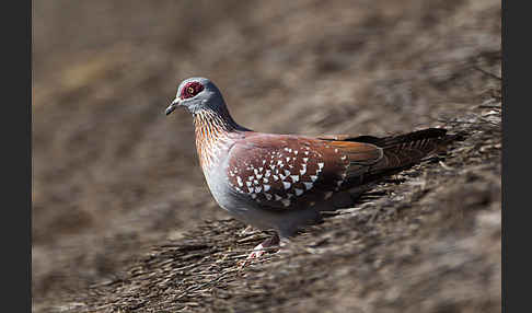 Guineataube (Columba guinea)