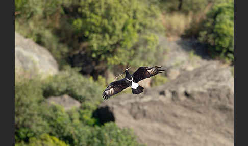 Kaffernadler (Aquila verreauxii)