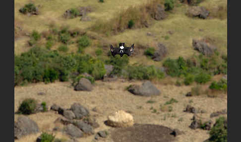 Kaffernadler (Aquila verreauxii)