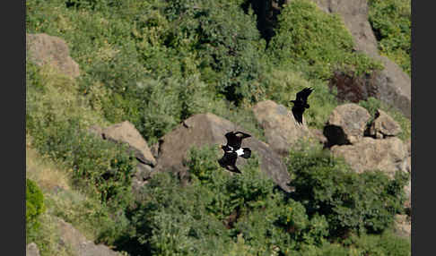 Kaffernadler (Aquila verreauxii)