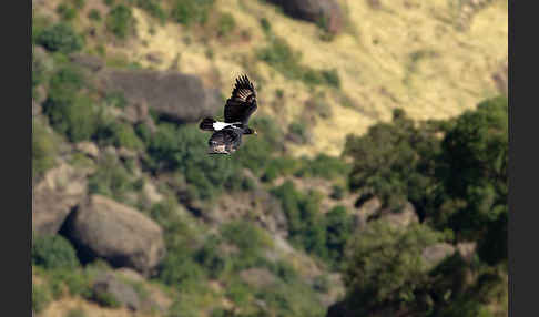 Kaffernadler (Aquila verreauxii)