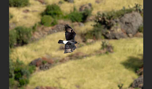 Kaffernadler (Aquila verreauxii)