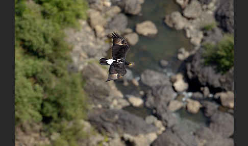 Kaffernadler (Aquila verreauxii)