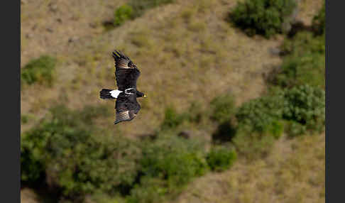 Kaffernadler (Aquila verreauxii)