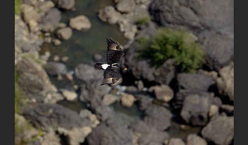 Kaffernadler (Aquila verreauxii)