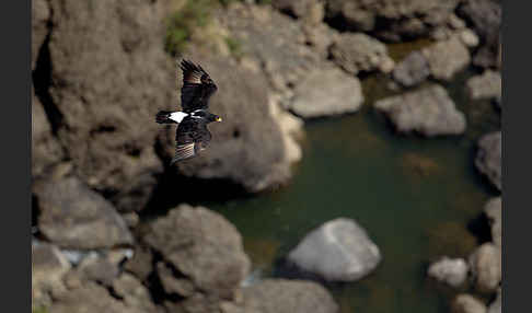 Kaffernadler (Aquila verreauxii)