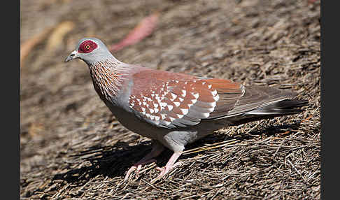 Guineataube (Columba guinea)