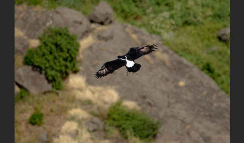 Kaffernadler (Aquila verreauxii)