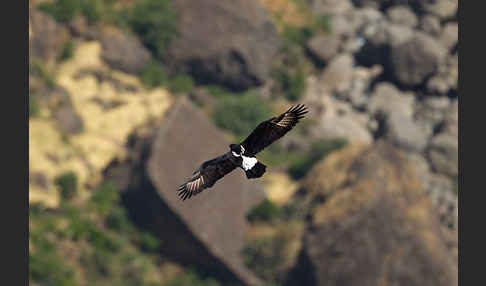 Kaffernadler (Aquila verreauxii)