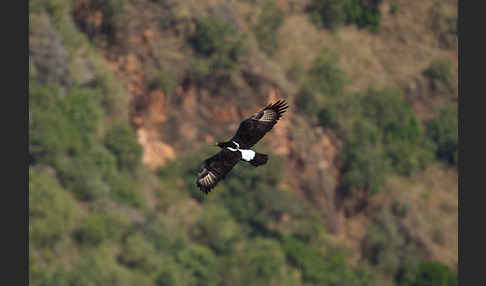 Kaffernadler (Aquila verreauxii)