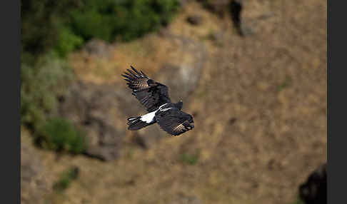 Kaffernadler (Aquila verreauxii)