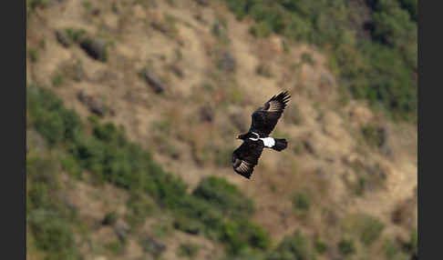 Kaffernadler (Aquila verreauxii)