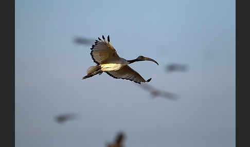 Heiliger Ibis (Threskiornis aethiopicus)