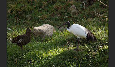 Klunkeribis (Bostrychia carunculata)