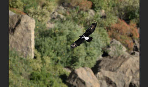 Kaffernadler (Aquila verreauxii)