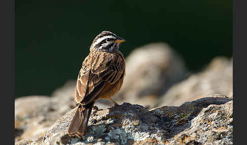 Bergammer (Emberiza tahapisi)