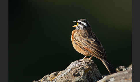 Bergammer (Emberiza tahapisi)