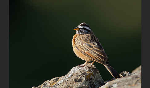 Bergammer (Emberiza tahapisi)