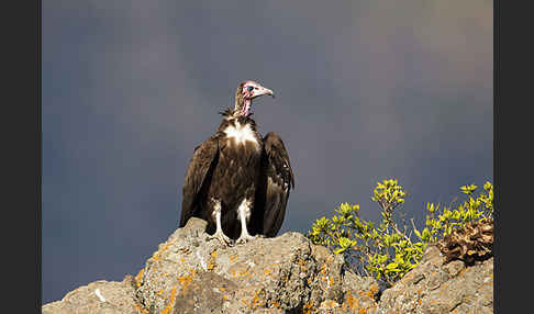 Kappengeier (Necrosyrtes monachus)