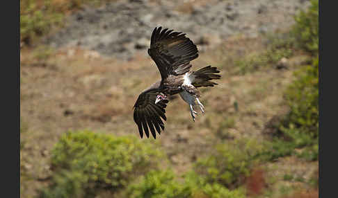 Kappengeier (Necrosyrtes monachus)