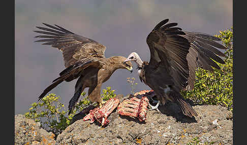 Kappengeier (Necrosyrtes monachus)