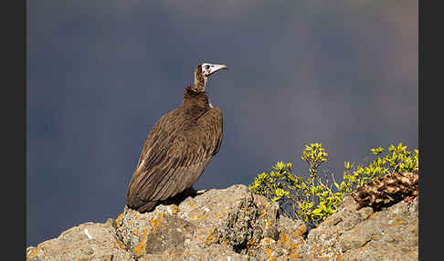 Kappengeier (Necrosyrtes monachus)