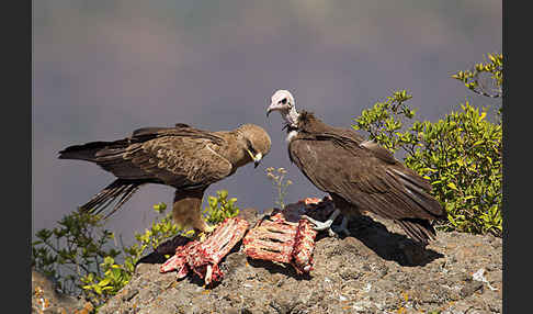 Kappengeier (Necrosyrtes monachus)