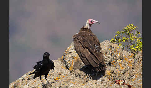 Borstenrabe (Corvus rhipidurus)