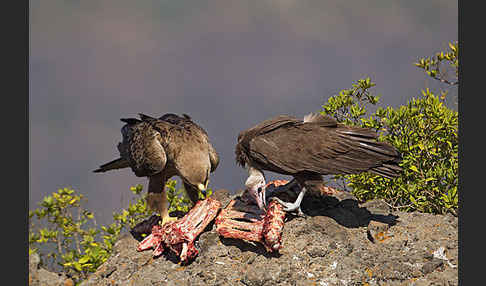 Kappengeier (Necrosyrtes monachus)