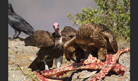 Kappengeier (Necrosyrtes monachus)