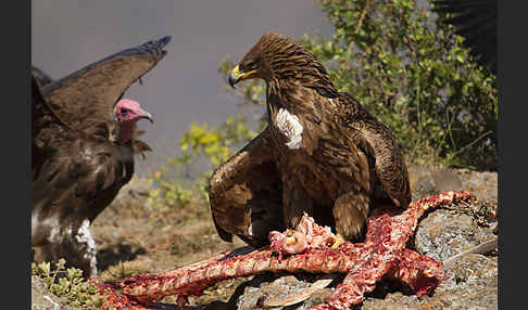 Kappengeier (Necrosyrtes monachus)