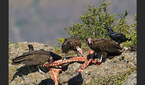 Kappengeier (Necrosyrtes monachus)